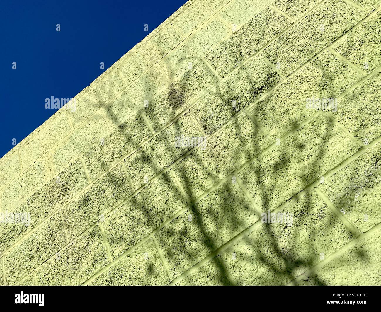 Looking up at green painted, breeze-block wall with shadow of a tree, deep blue sky in corner Stock Photo