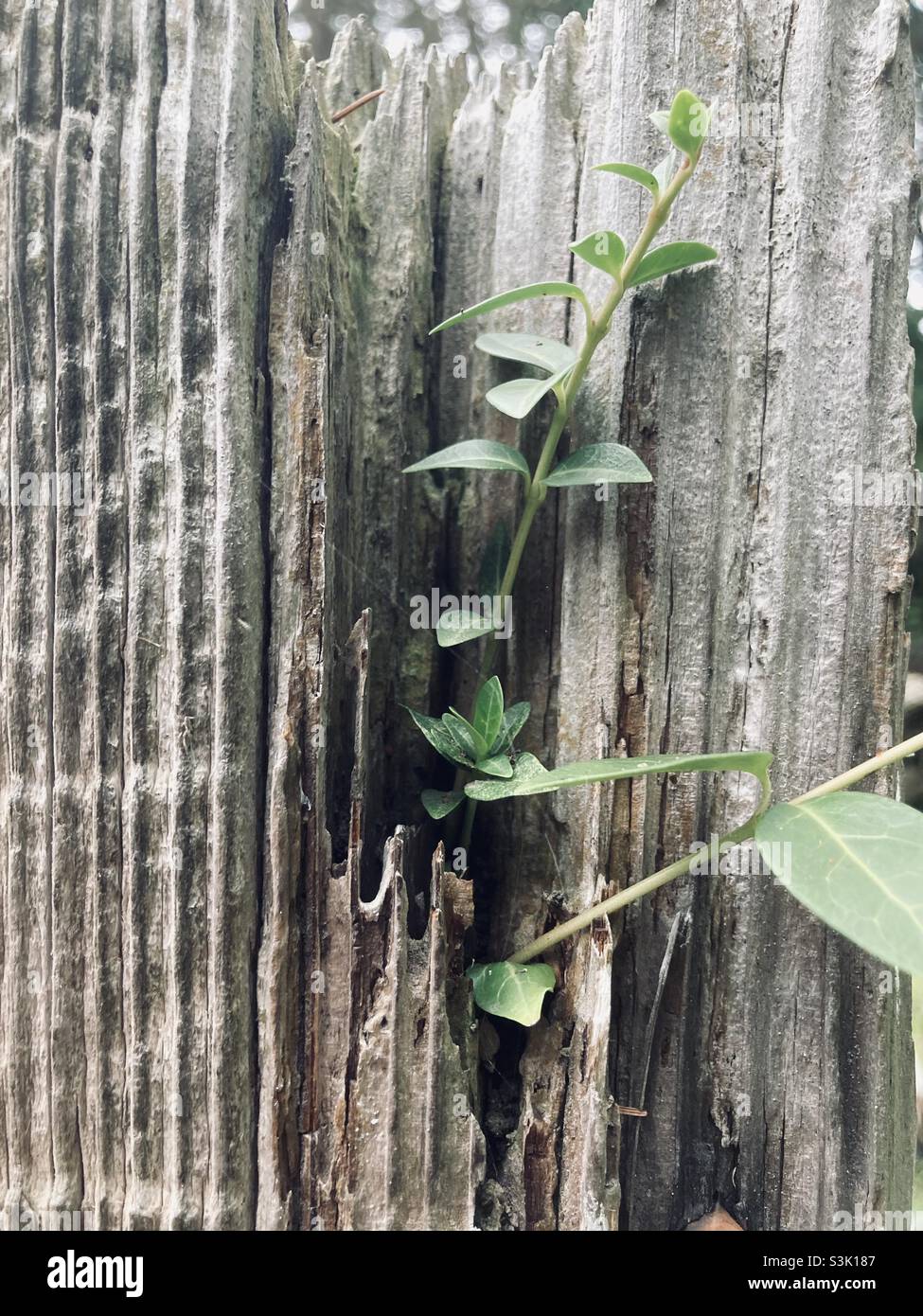 Small vine growing on an old fence post Stock Photo Alamy