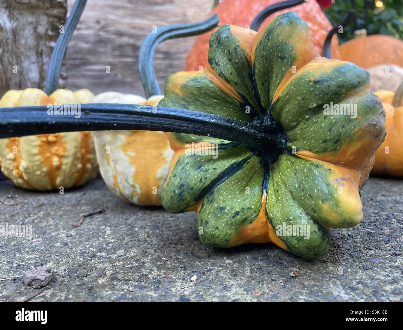 Green and orange gourd with a long stem. Stock Photo