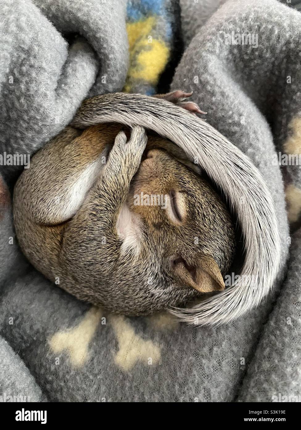 Sleepy Baby Squirrel Stock Photo