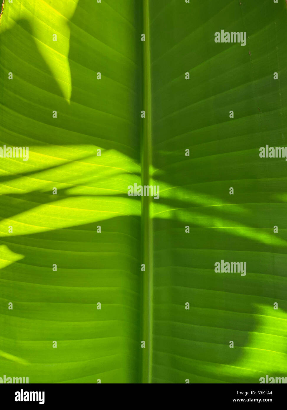 Close up of a green tropical leaf backlit by sun with shadows and light. Stock Photo