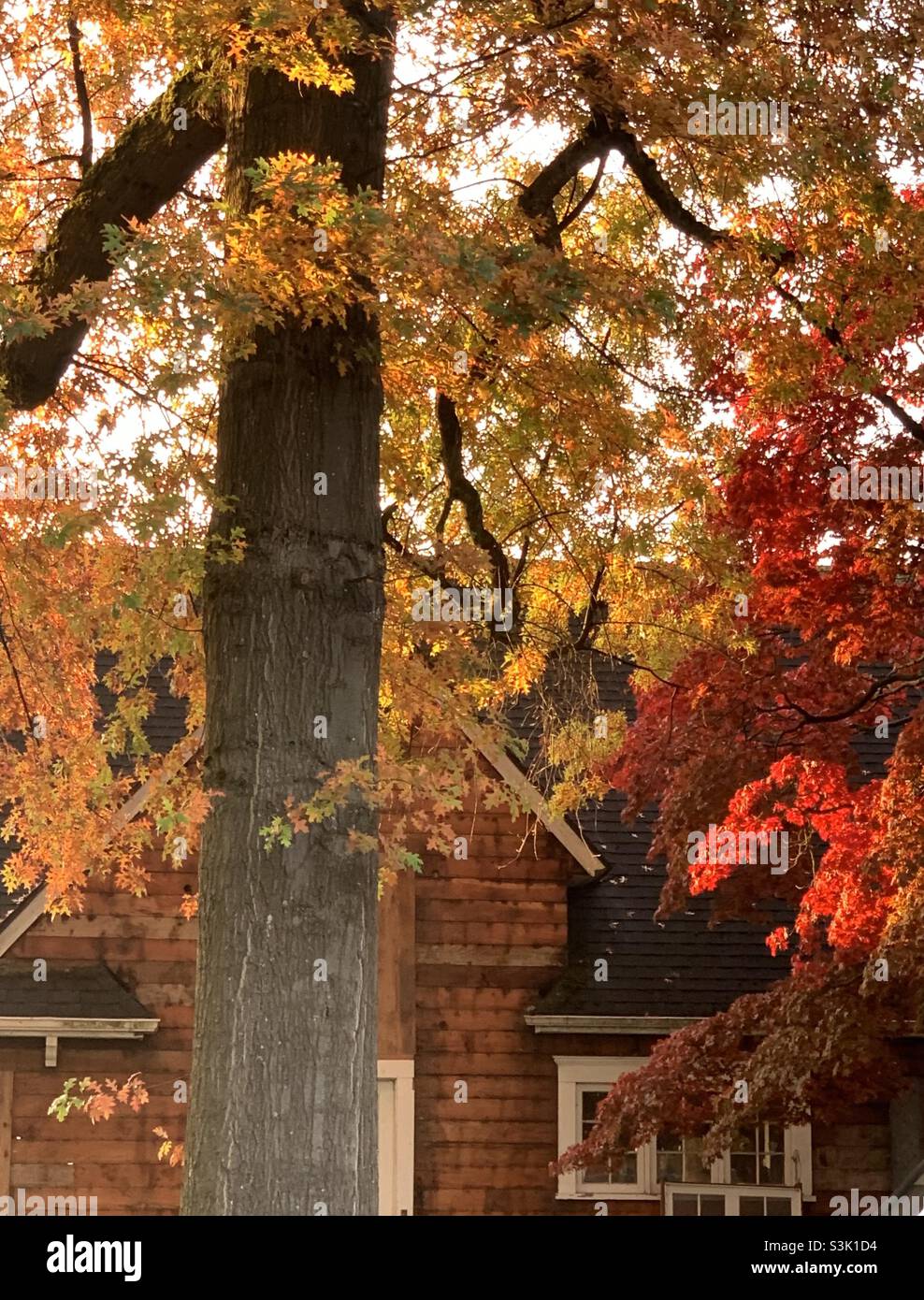 Fall - Smartphone Captured Stock Image