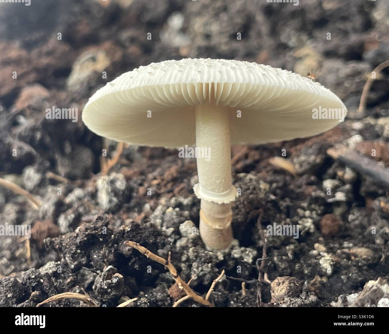 Leucoagaricus sp in our garden. - Smartphone Captured Stock Image