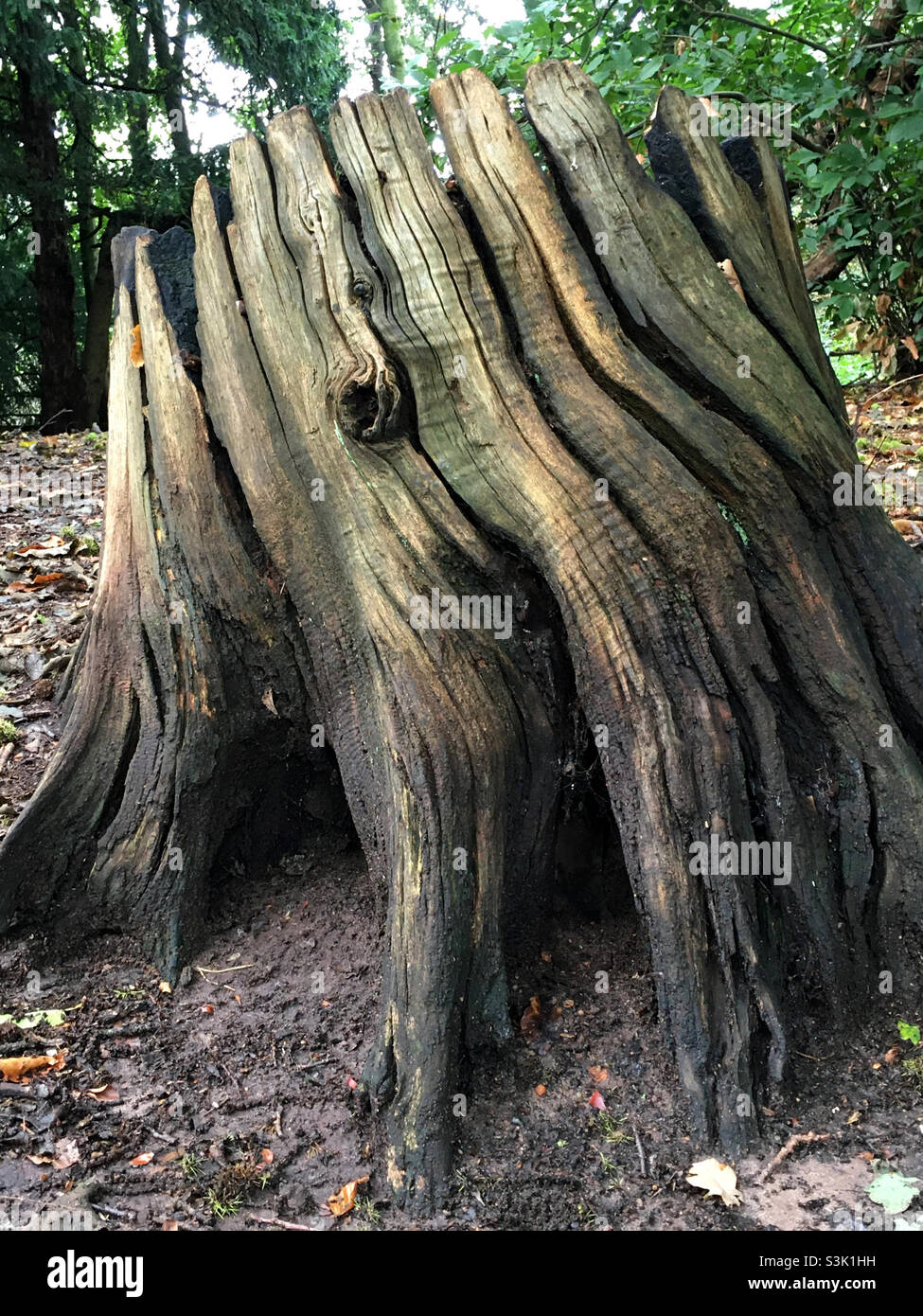 Tree stump - Smartphone Captured Stock Image