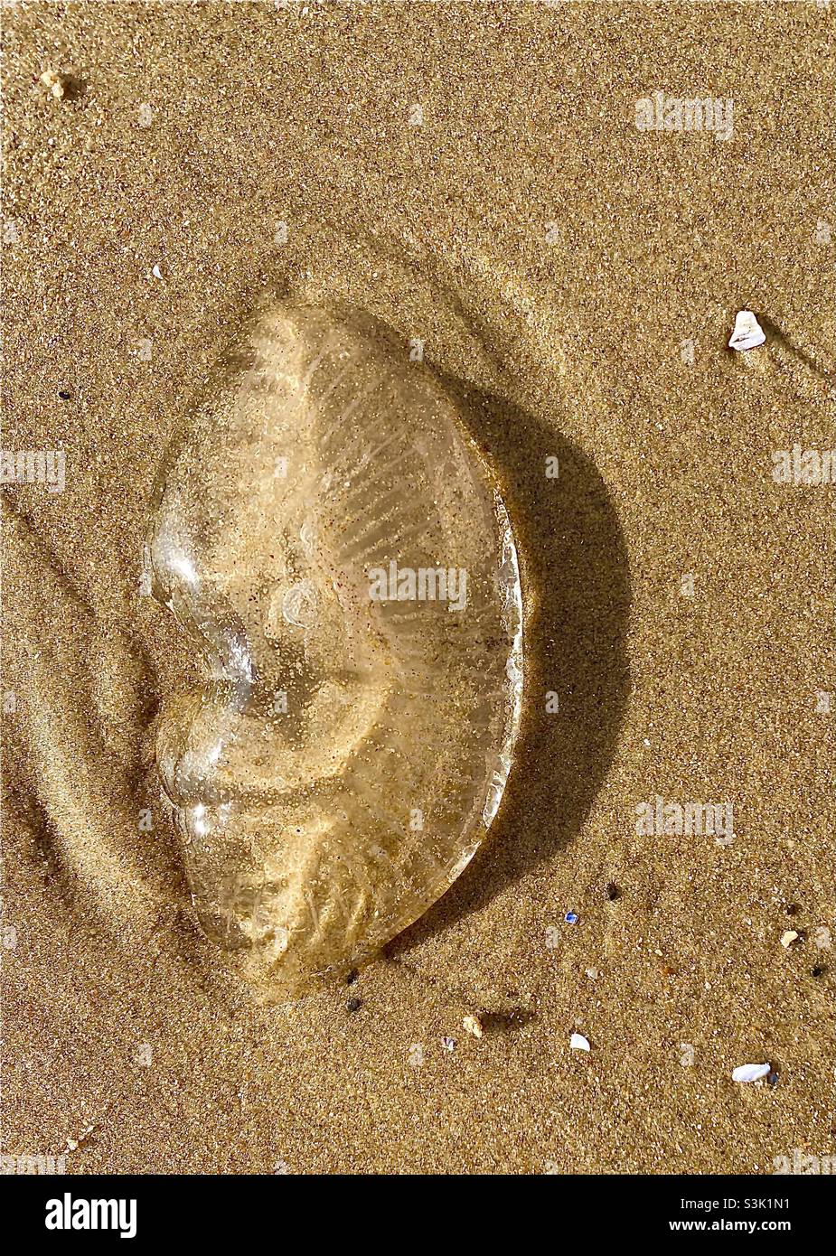 Jellyfish left behind as tide retreats Stock Photo