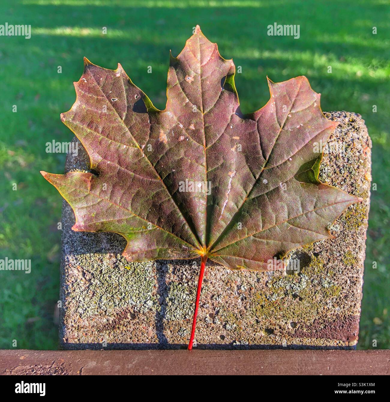 A brown maple leaf leaning against a bench post. Stock Photo