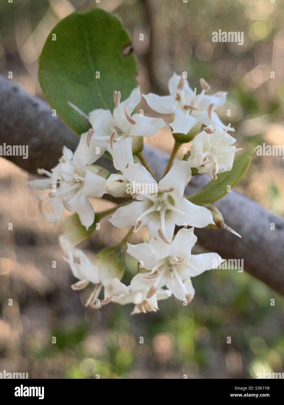 White flowers and leaf of the River Mangrove (Aegiceras corniculatum) growing on the North Shore of the Maroochy River, Sunshine Coast, Queensland, Australia Stock Photo