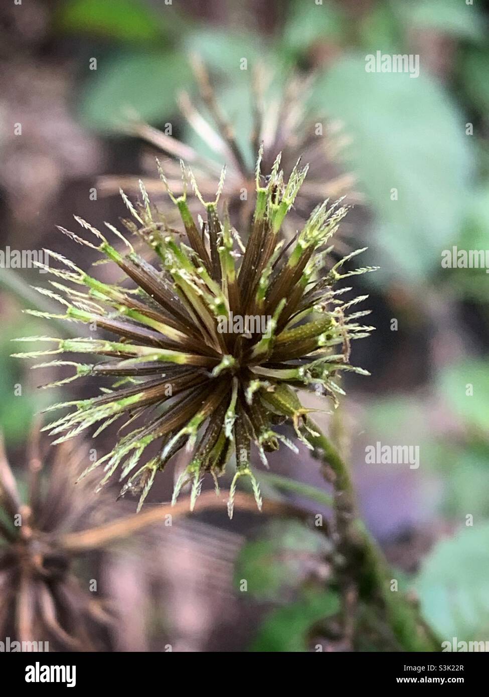 Fruit of Bidens Pilosa, also known as Cobblers Pegs, Black Jack, Farmer's Friends, Beggarticks and Spanish Needle, showing barbed awns. Stock Photo