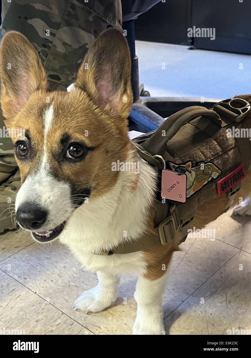 corgi tactical vest