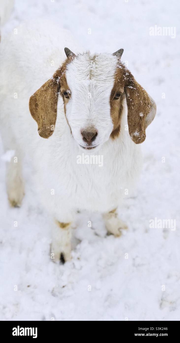 Baby goat Stock Photo