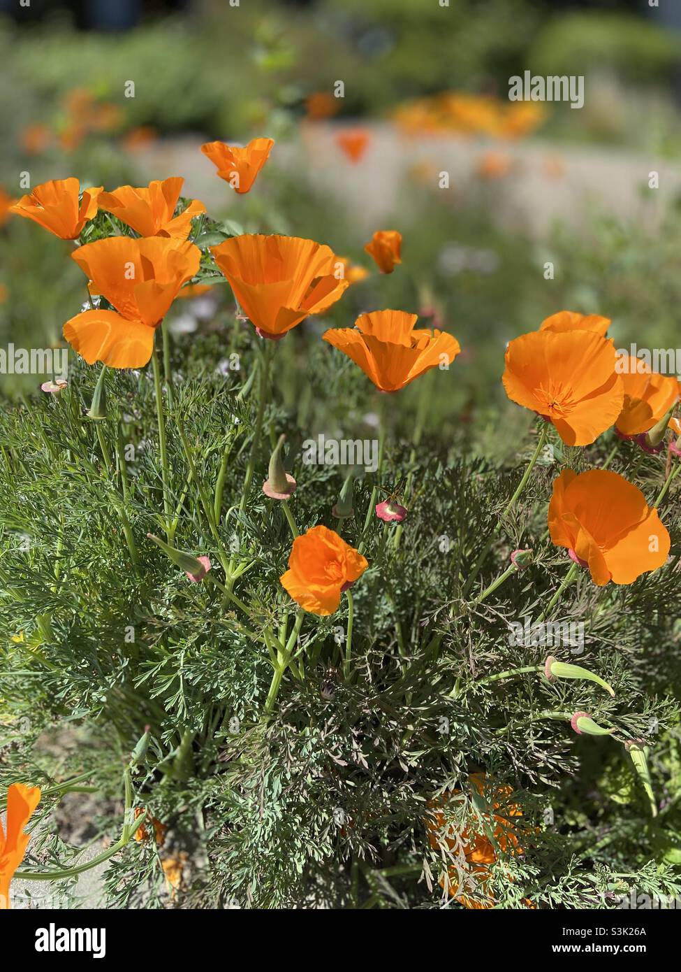 Orange wild poppies in California Stock Photo