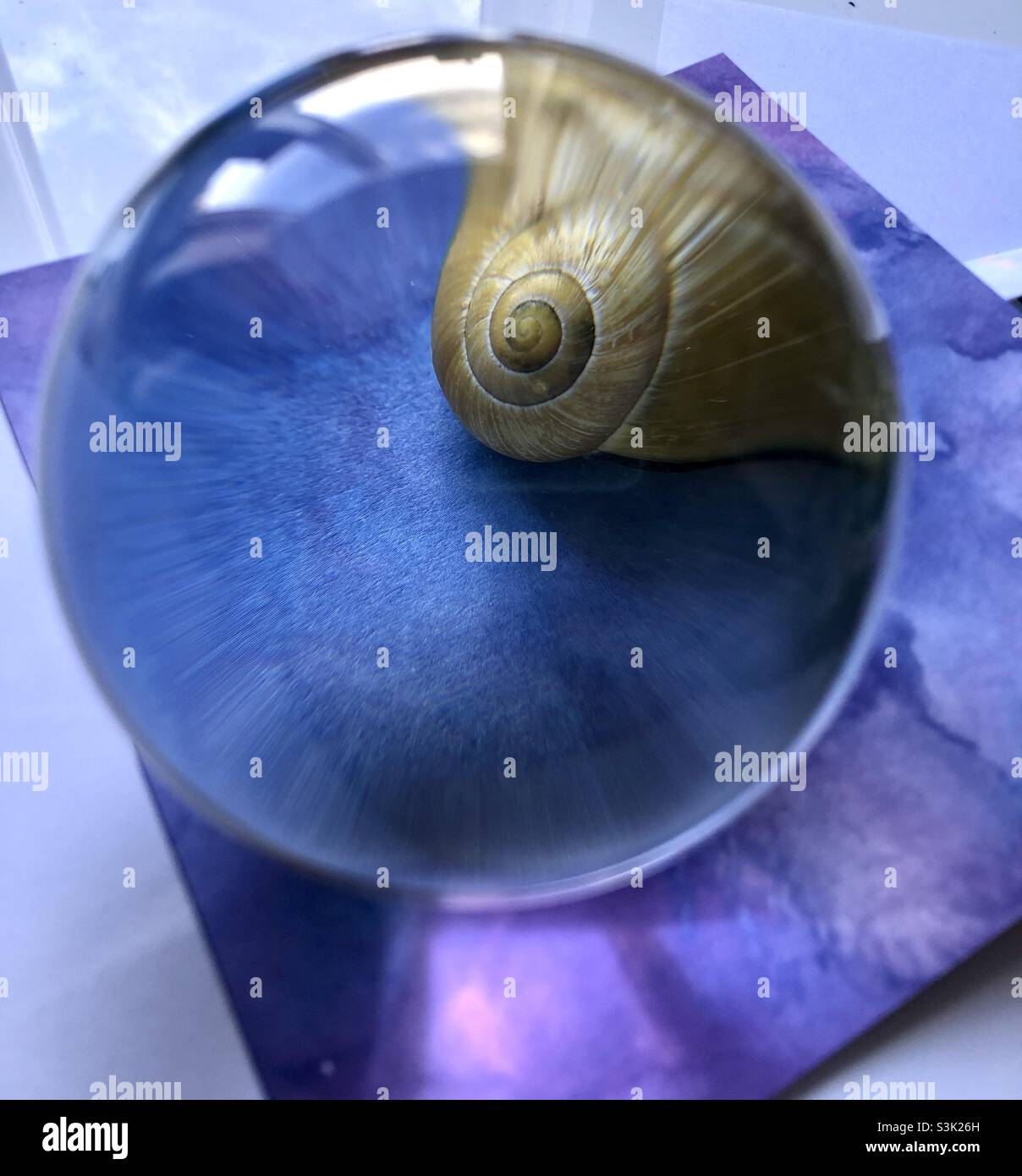 Seashell seen through a glass sphere - Smartphone Captured Stock Image