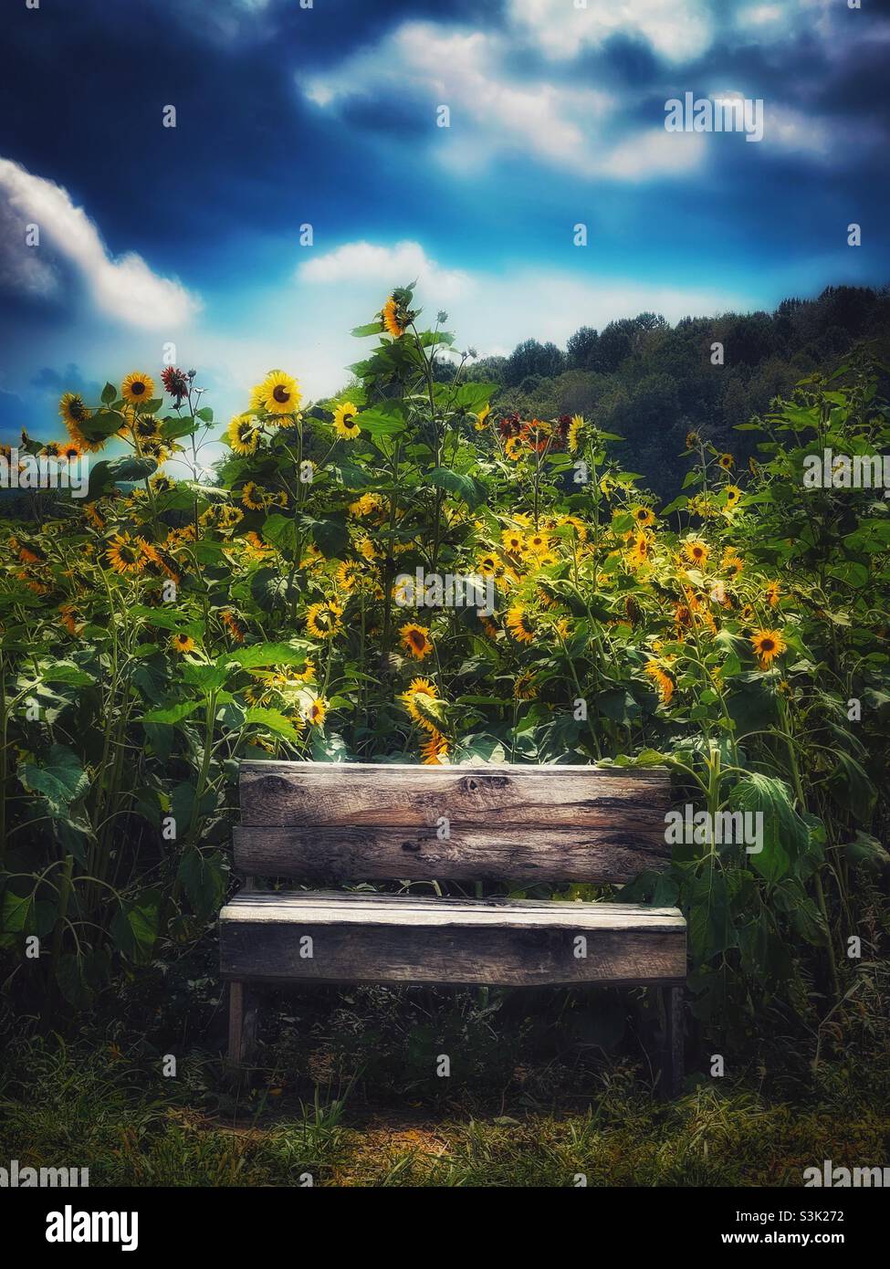 Rustic wooden bench on the edge of a field of sunflowers Stock Photo