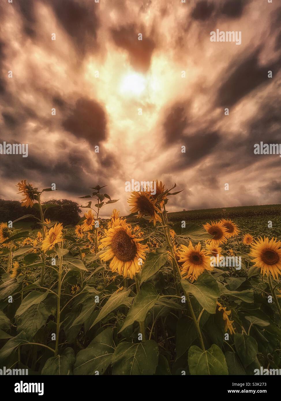 Field of sunflowers under a dramatic sky Stock Photo