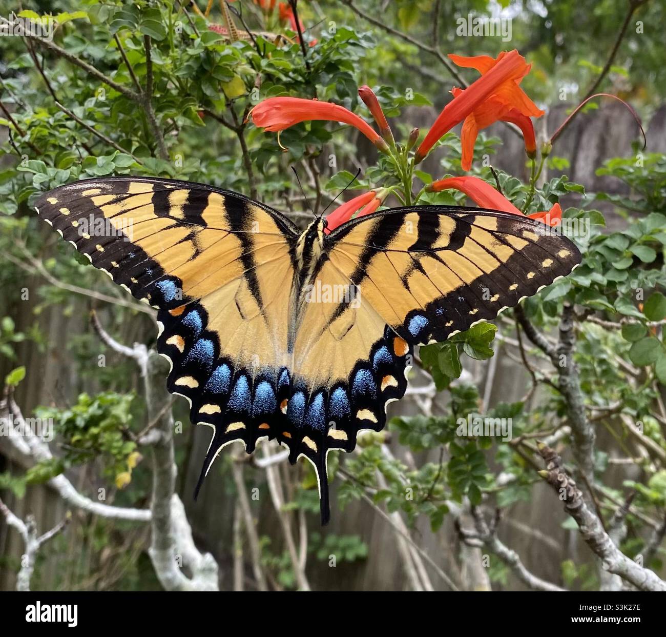 Largest butterfly in North America the giant swallowtail Stock Photo