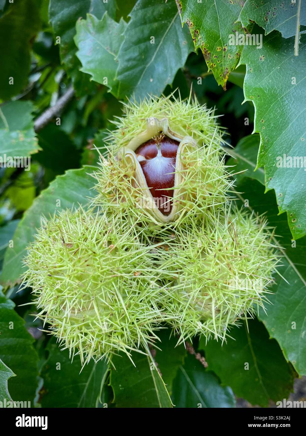 Chestnut Husk High Resolution Stock Photography and Images - Alamy