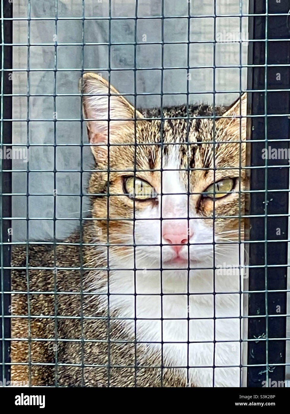 Tabby and white cat behind a wire netting - Smartphone Captured Stock Image