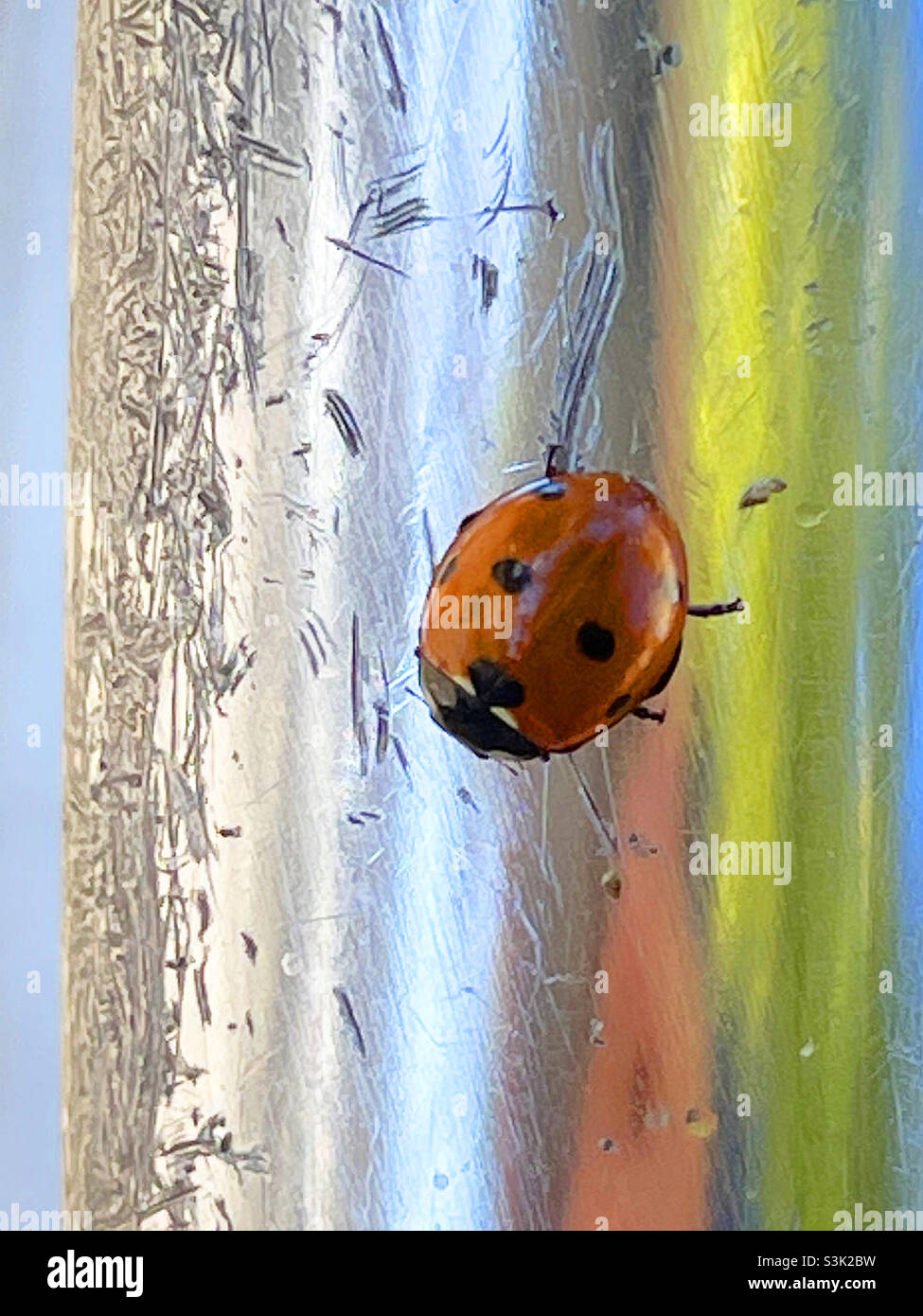 Ladybird on metal surface Stock Photo