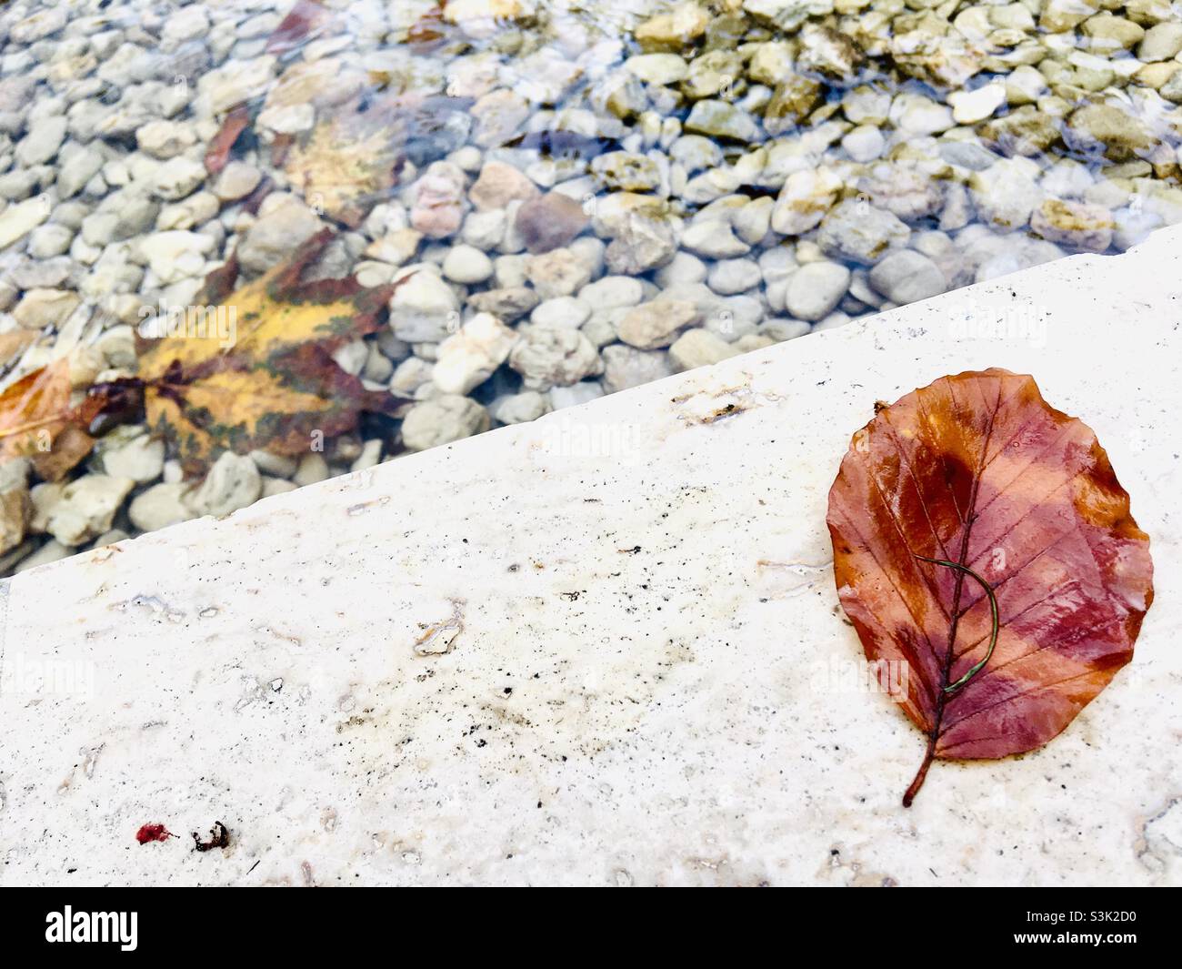 Brown autumn beech leaf on marble edge of artificial brook and pebbly water bed - Smartphone Captured Stock Image