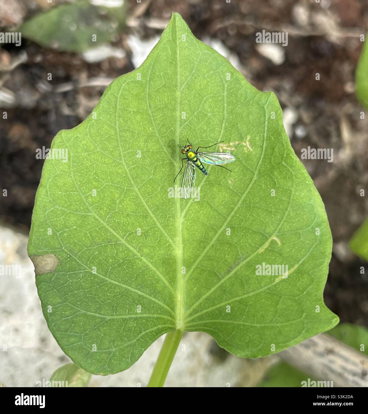 This rather small Long-legged fly with metallic luster is seen darting from leaf to leaf of sweet potato in Malaysia. Stock Photo