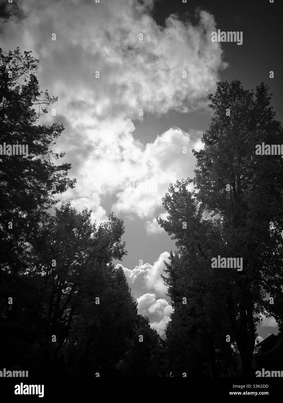 Clouds and trees and sun. - Smartphone Captured Stock Image