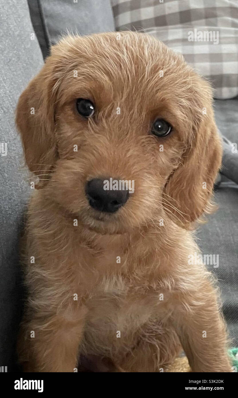 Biscuit the puppy dog is six months old Stock Photo Alamy