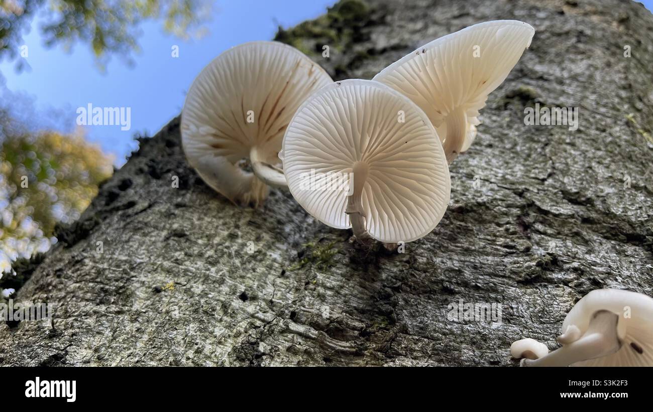 Oyster/Pearl Fungi on a tree trunk Stock Photo
