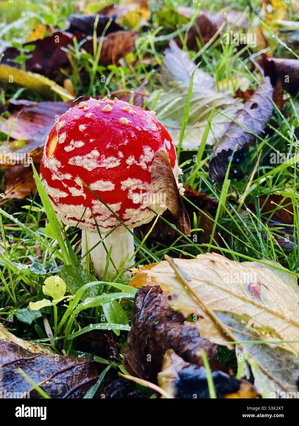 a red fly agaric in the wet autumn meadow with leaves - Smartphone Captured Stock Image