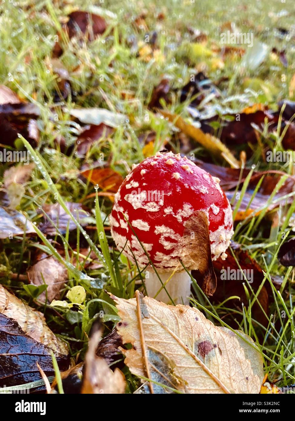 a red fly agaric in the wet autumn meadow with leaves - Smartphone Captured Stock Image
