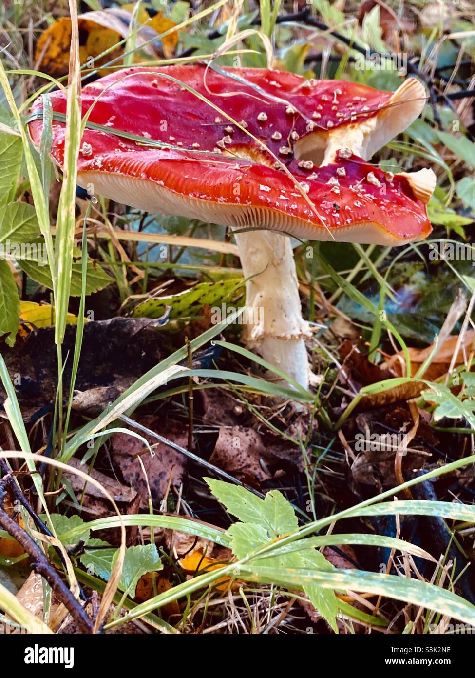 a red fly agaric in the wet autumn meadow with leaves - Smartphone Captured Stock Image