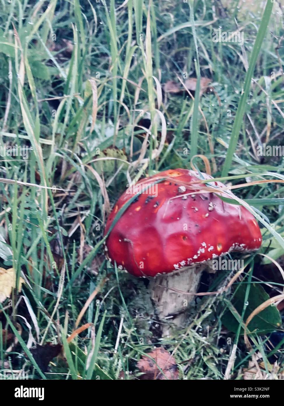 a red fly agaric in the wet autumn meadow with leaves - Smartphone Captured Stock Image