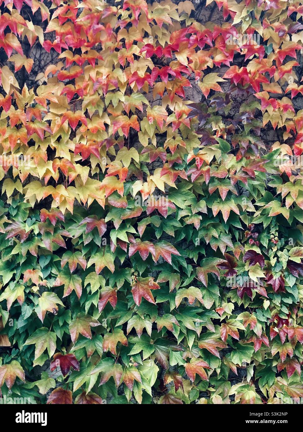 Colorful vine leaves - Smartphone Captured Stock Image