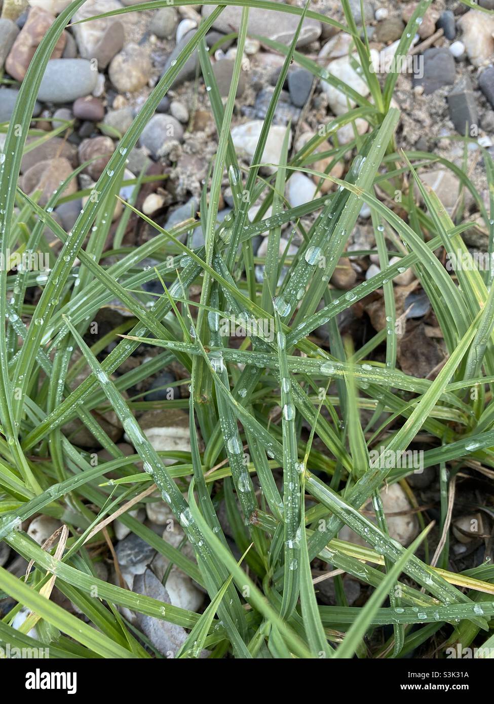 Gras with waterdrops Stock Photo