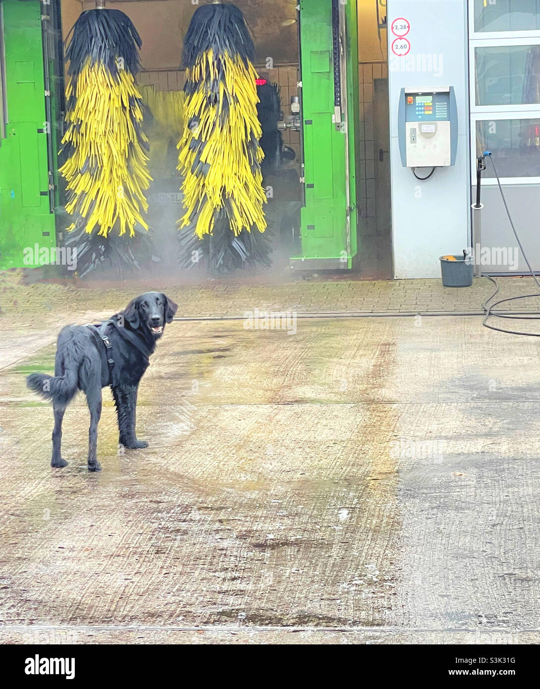 Carwash Day with Dog. Stock Photo