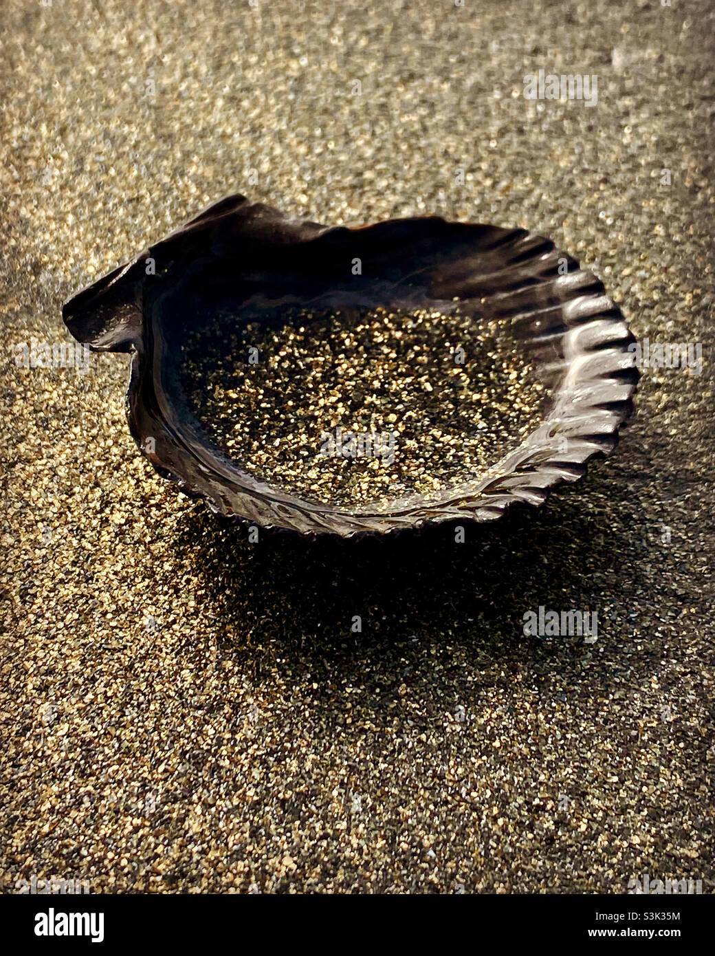 A seashell is filled with gold colored sand on a beach in Southern California.  The gold is a mineral called mica, and is prevalent on the beach at Coronado, CA. - Smartphone Captured Stock Image