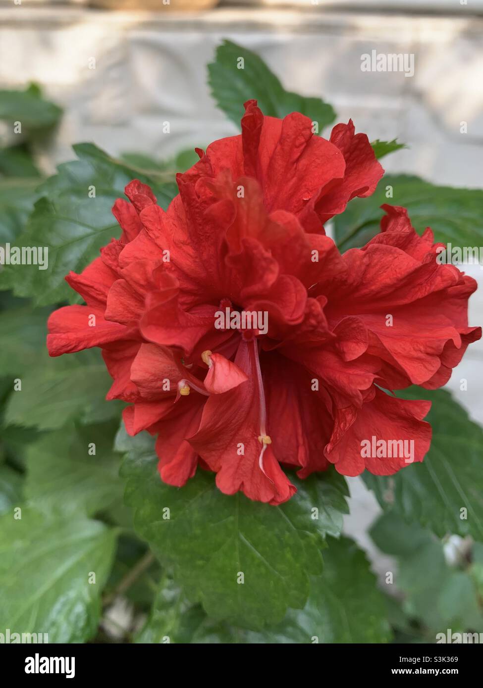 Indoor hibiscus hi-res stock photography and images - Alamy