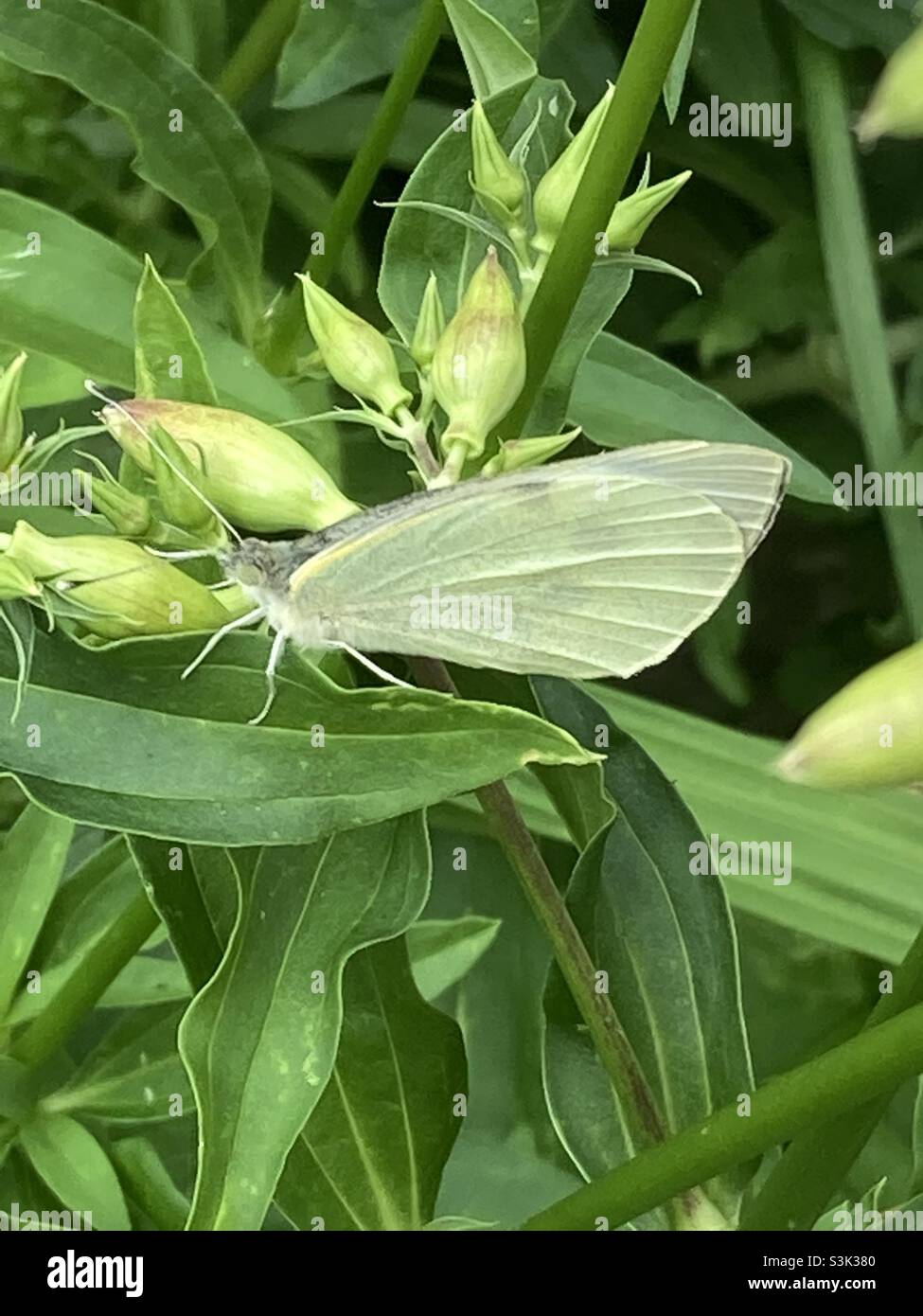 Common garden Butterfly camouflaged on budding stock plant. Stock Photo