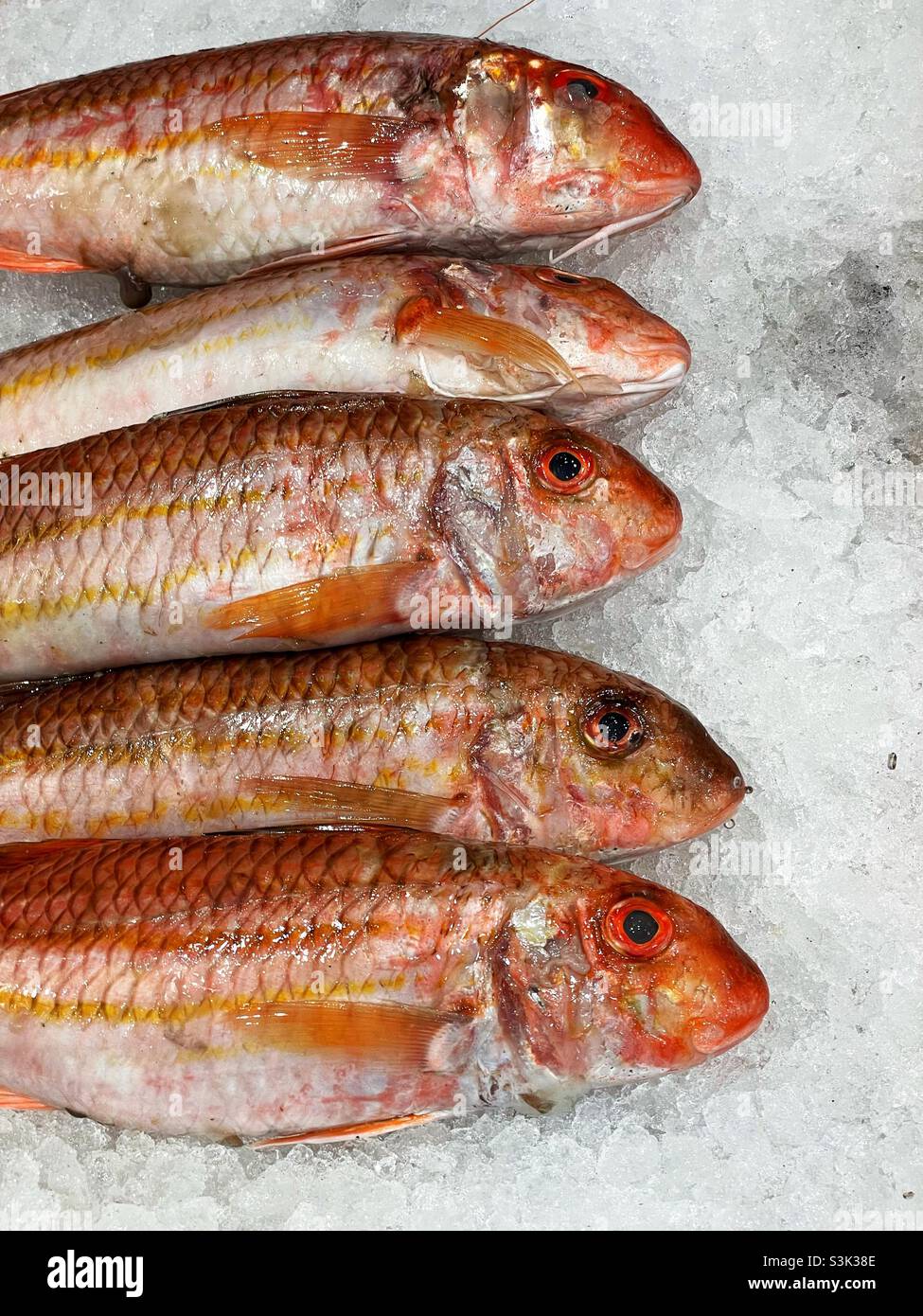 5 red mullet on ice on a fishmonger’s display. - Smartphone Captured Stock Image