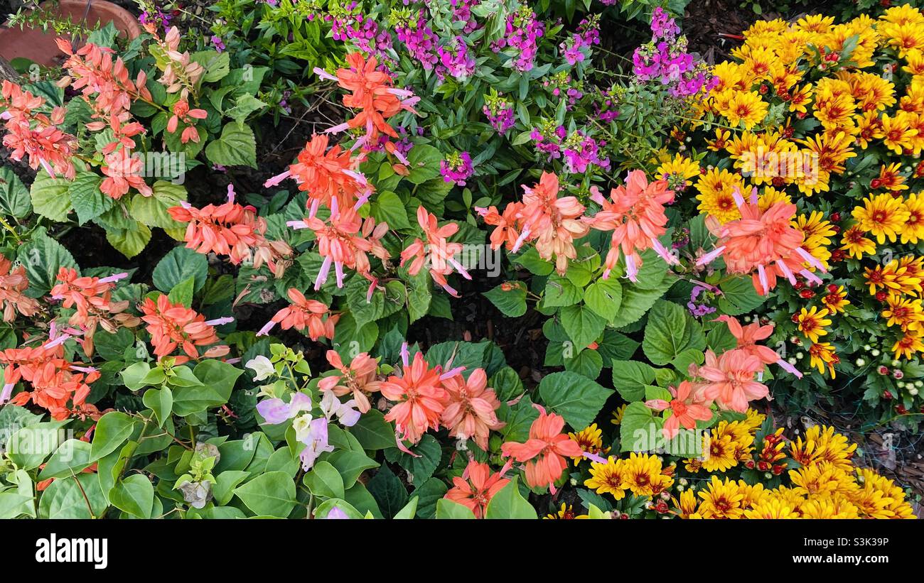 Light Orange sagebrush - Smartphone Captured Stock Image