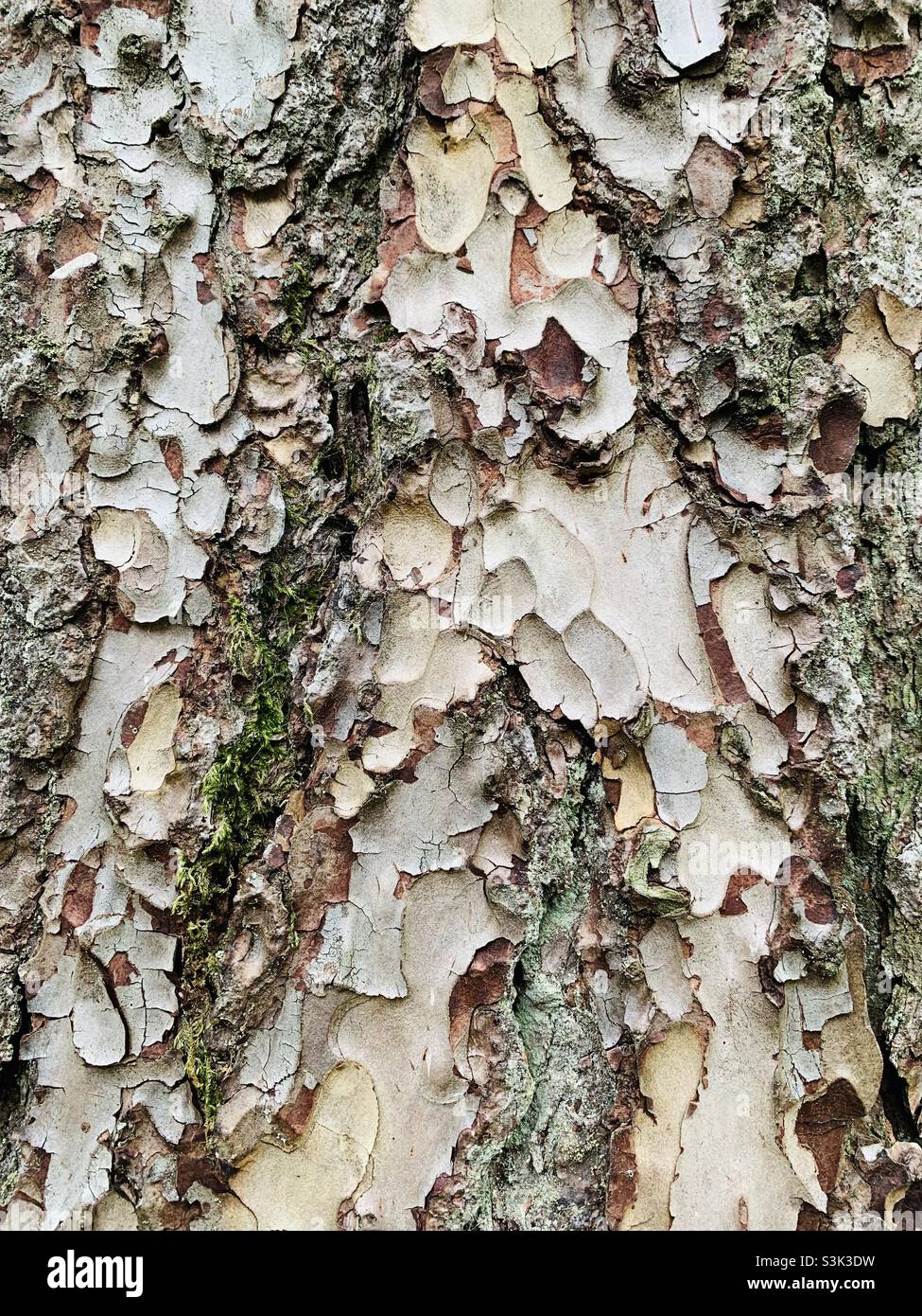 Tree bark as pattern Stock Photo Alamy