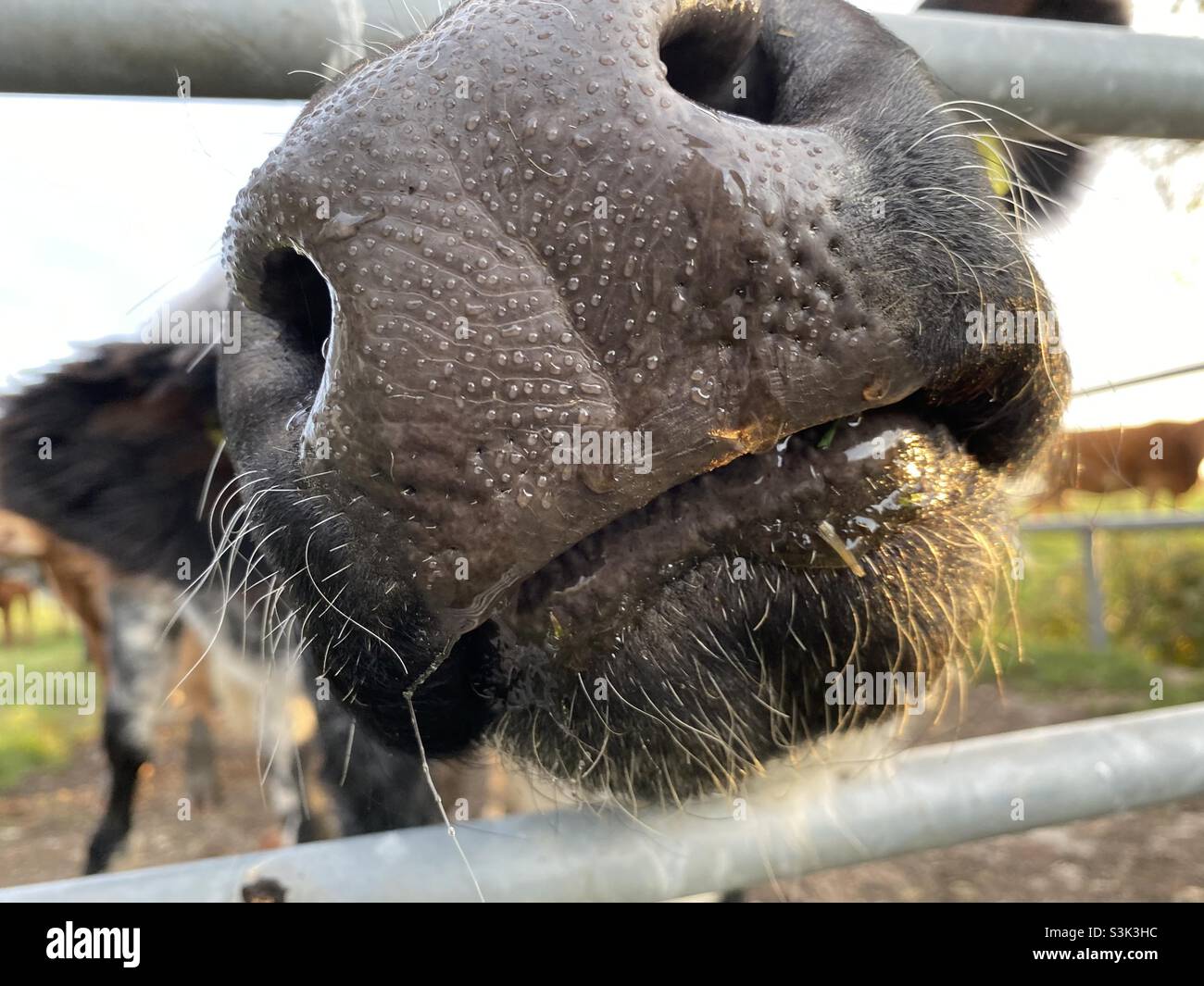 Cows nose boop Stock Photo