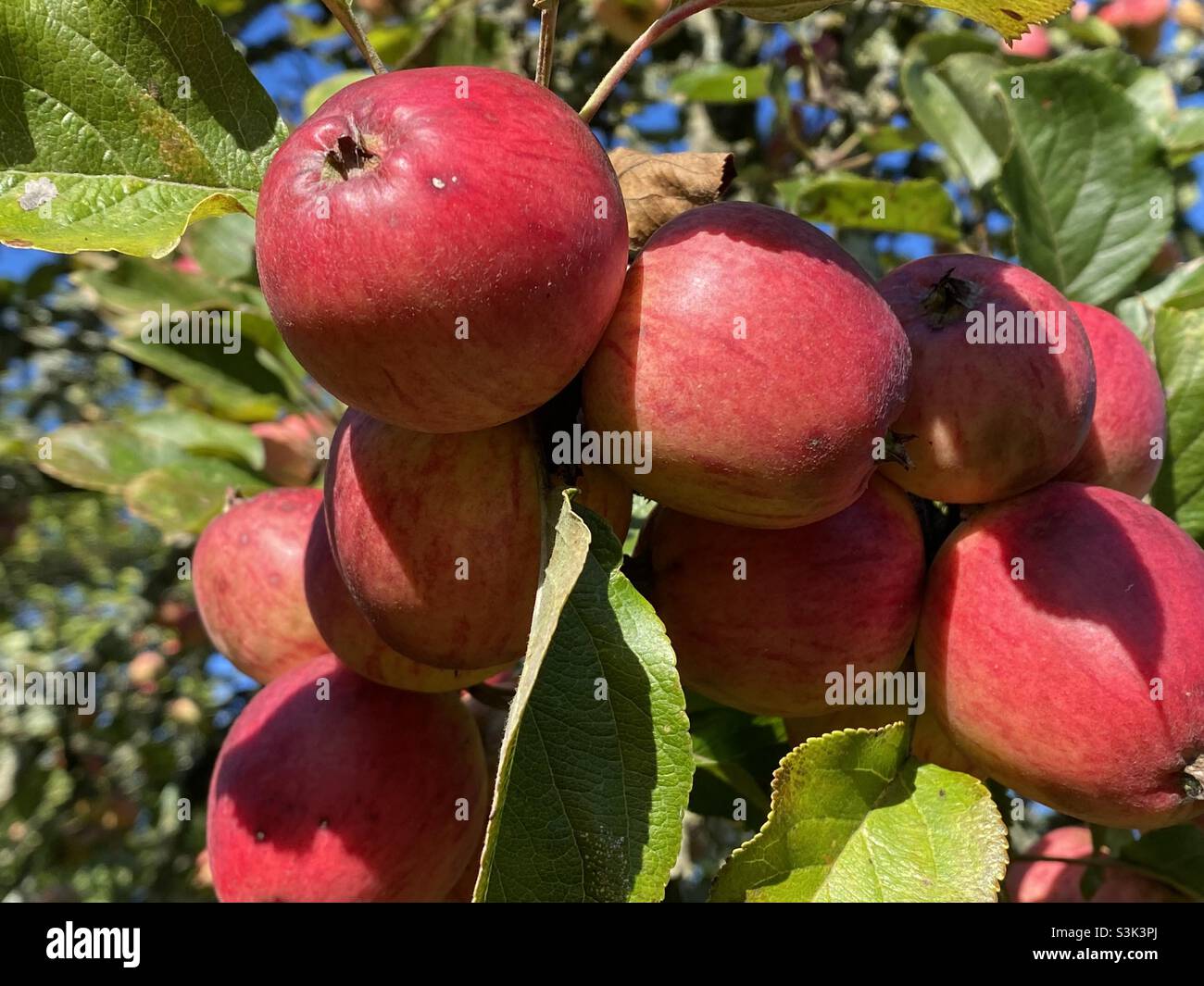 Red apples ripe and ready for cider making Stock Photo Alamy