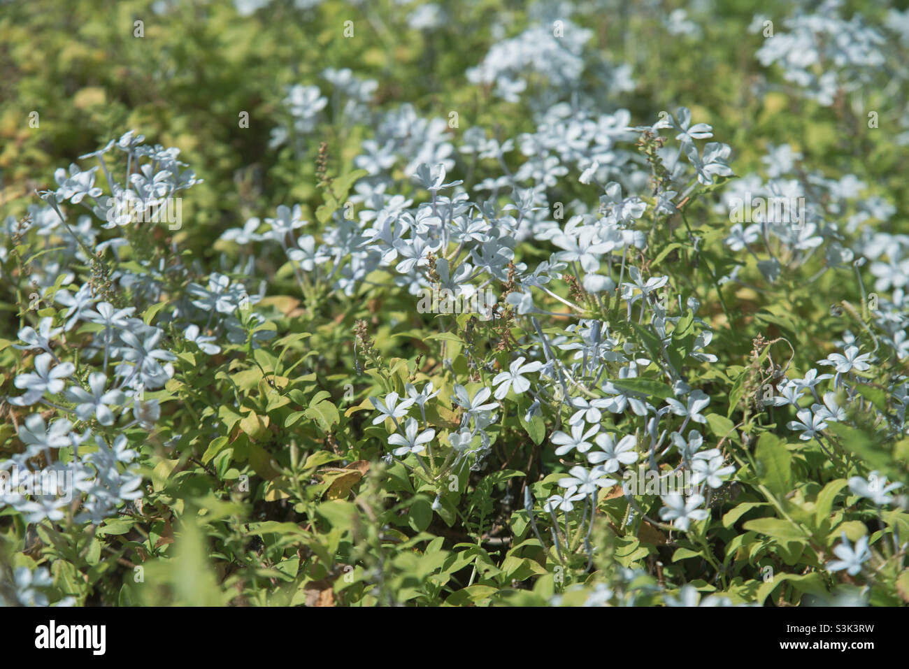 Many mini-flowers in baby-blue color - Smartphone Captured Stock Image
