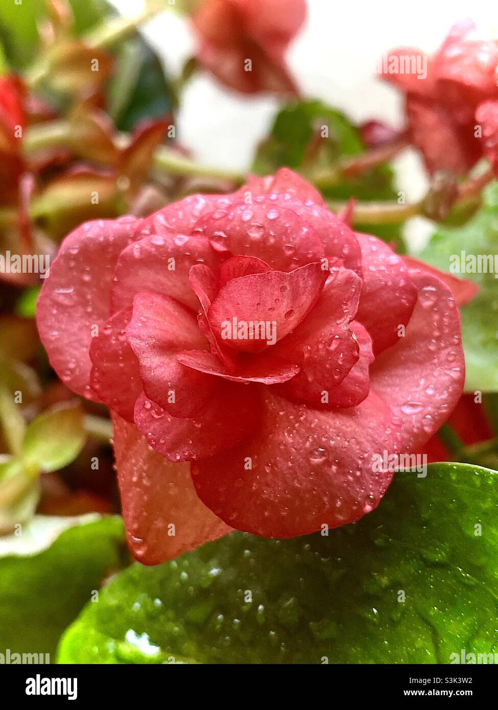 Beautiful begonia flower blossom with red petals and water drops. Stock Photo