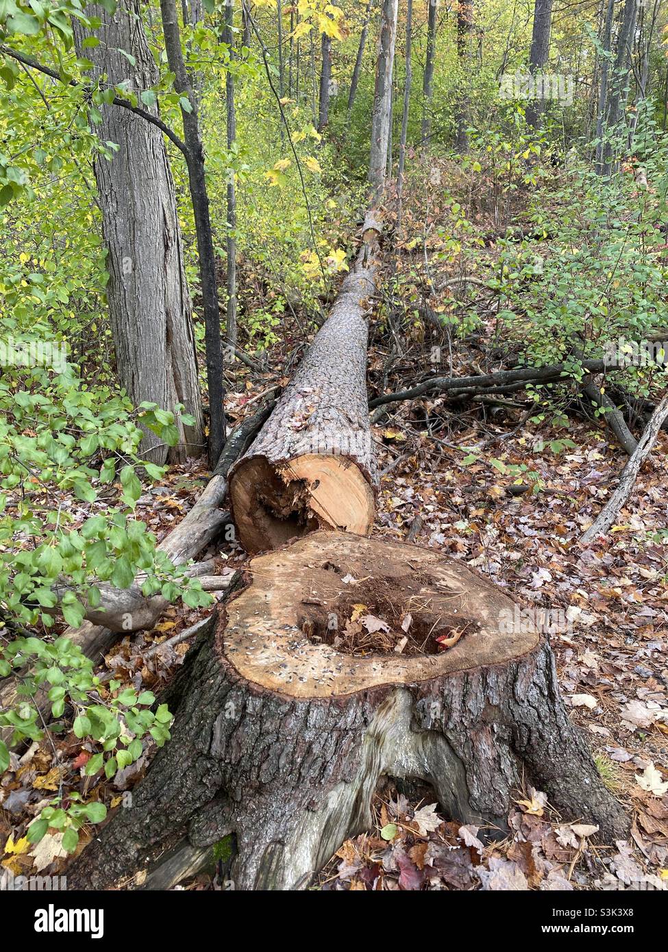 Rotten Tree Cut Down in the Forest Stock Photo Alamy