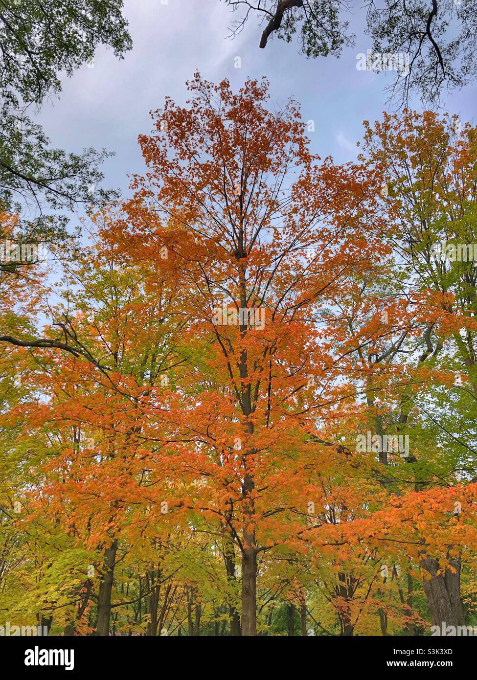 Orange fall foliage. Stock Photo