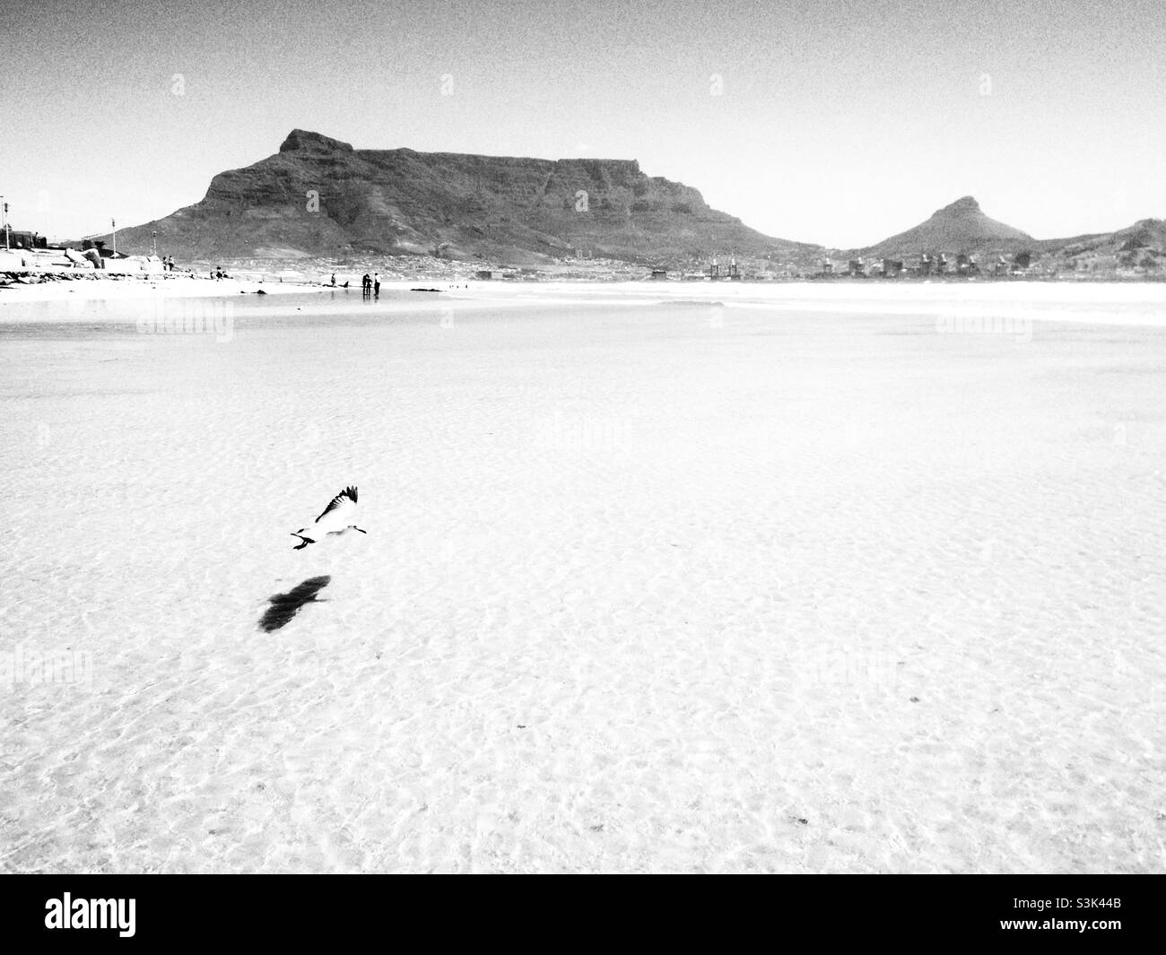 A silhouette image of a seagull coming in to land against the backdrop of Table Mountain - Smartphone Captured Stock Image