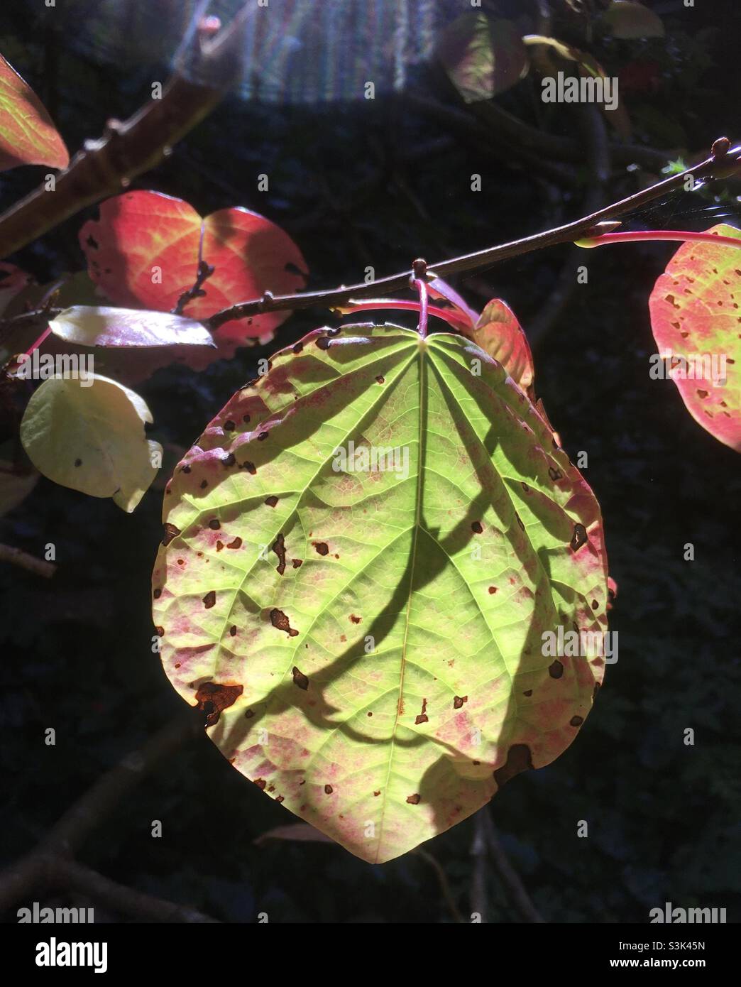 Leaves, autumnal, sunlight, light, glow, beauty, autumn,green day, tree, nature, forest,shadows,yellow,peach, leaf, golden - Smartphone Captured Stock Image