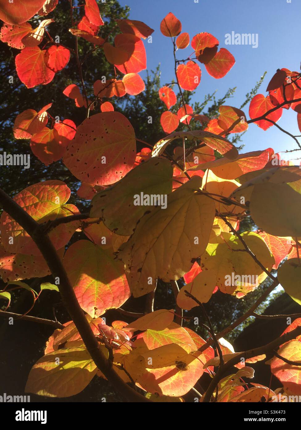 Leaves, red, yellow, peach, gold, tree, branches, sky, blue sky, sunlight, nature, joy , autumn, autumnal, - Smartphone Captured Stock Image