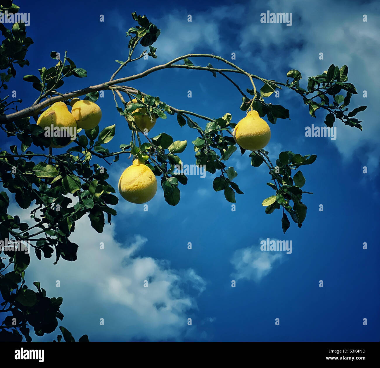 Pomelo fruit ripening on a tree in the sunshine - Smartphone Captured Stock Image